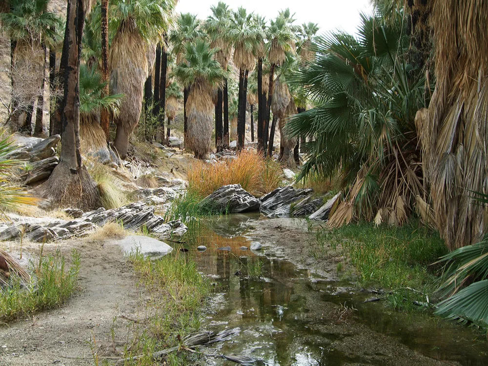Indian Canyons in Palm Springs
